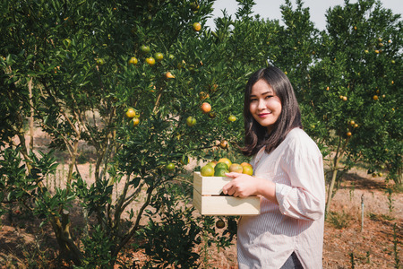 Portrait of Attractive Farmer Woman is Harvesting Orange in Organic Farm, Cheerful Girl in Happiness Emotion While Reaping Oranges in The Garden, Agriculture and Plantation Concept.の写真素材