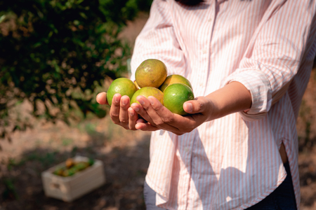 Woman Farmer Hands is Harvesting Orange in Organic Farm, Cheerful Girl in Happiness Emotion While Reaping Oranges in The Garden, Agriculture and Plantation Concept.の写真素材