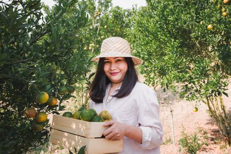Portrait of Attractive Farmer Woman is Harvest Picking Orange in Organic Farm, Cheerful Girl in Happiness Emotion While Reaping Oranges in The Garden, Agriculture and Plantation Concept.の写真素材