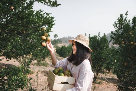Portrait of Attractive Farmer Woman is Harvest Picking Orange in Organic Farm, Cheerful Girl in Happiness Emotion While Reaping Oranges in The Garden, Agriculture and Plantation Concept.の写真素材