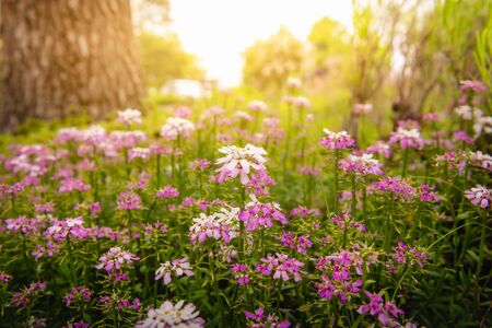 Garden Flowers Blooming in Spring Season With Sunlight Morning, Beautiful of Natural Flora Background and Home Outdoors Decorative. Gardening Floral Flower Plantation.の写真素材
