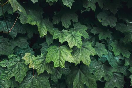 Natural Plant Leaves and Evergreen Tree Background, Green Leaf Plantation Texture, Abstract Pattern and Decoration Concept. Beauty in Nature.の写真素材