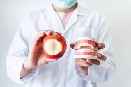 Hands of Dental Orthodontic Doctor Showing Apple and Jaw Tooth Model for Instruction How to Caring Healthy Teeth for Patient, Close-Up Hands of Female Doctor, Healthcare and Dentist Occupation conceptの写真素材