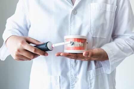Hands of Dental Orthodontic Doctor Showing Toothbrush and Jaw Model for Instruction How to Cleaning and Caring Teeth, Close-Up Hands of Female Doctor, Healthcare and Dentist Occupation Concept.の写真素材
