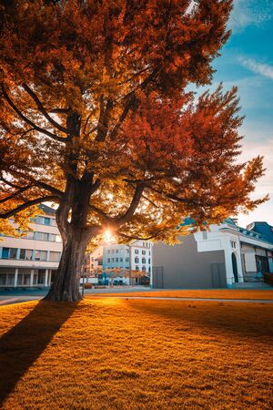 Natural Autumn Season and Colorful of Trees Leaves in Public Park, Beautiful Perspective View of Outdoor Garden Tree Plant in Vevey City Parkland, Switzerland, Landscape of Swiss Outdoors Gardeningの写真素材