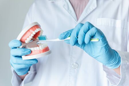 Hands of Dental Orthodontic Doctor Showing Toothbrush and Jaw Model for Instruction How to Cleaning and Caring Teeth, Close-Up Hands of Female Doctor, Healthcare and Dentist Occupation Concept.の写真素材