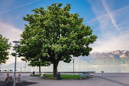 Beautiful Green Foliage in Spring Seasonal Against Blue Lake, Parks Outdoors With Tranquil Scenic Geneva Lakeside. Public Park and Kids Playground in Vevey, Switzerland.の写真素材