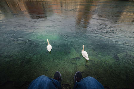 Close-Up View of Tourist Man is Relaxing Beside Riverside in Zurich City, Switzerland. Traveler Man is Having Fun and Chilling While Looking Swan in The Lake. Leisure Activity and Lifestyles Conceptの写真素材