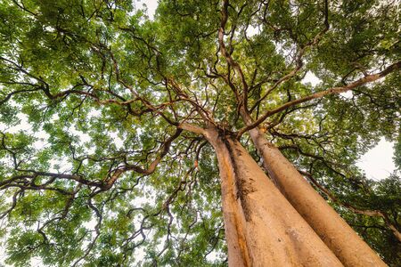 Lonely Tree With Green Foliage and Beautiful Branch From Low Angle View, Natural Scenery Background of Giant Tree at Daylight. Nature Plant and Ecology of Environmentの写真素材