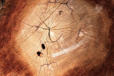 Wooden Cross Section and Texture Background, Annual ring Surface of Wood. Abstract Pattern Circle of...