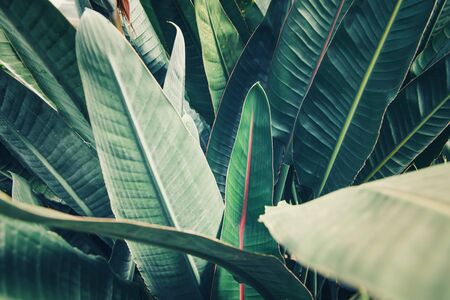 Tropical Leafs Lush Foliage Background of Nature Plant, Pattern Texture of Evergreen Tree Leaves. Abstract Natural Green Wallpaper
の写真素材