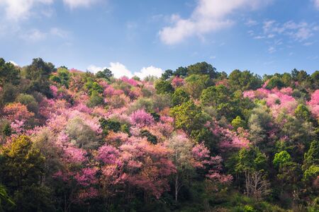 Pink Sakura Flowers is Blossoming in Spring Season, Beautiful Blooming Cherry Against Blue Sky Background. Natural Purity of Blossom Sakura on Tree Branch. Nature Plant and Floraの写真素材