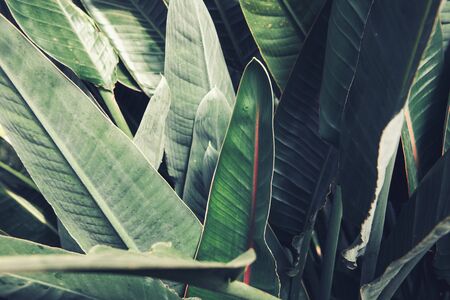 Tropical Leaf Lush Foliage Background of Nature Plant, Pattern Texture of Evergreen Tree Leaves. Abstract Natural Green Wallpaperの写真素材