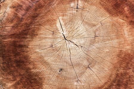 Wooden Cross Section and Texture Background, Annual ring Surface of Wood. Abstract Pattern Circle of Timber Texturedの写真素材