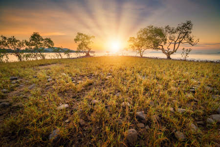 Seascape Coastal Scenery and Meadow View at Sunrise, Natural Landscape Mangrove Trees and Meadows Plant With Morning Sunlight of Sea Coastline. Nature Backgroundの写真素材