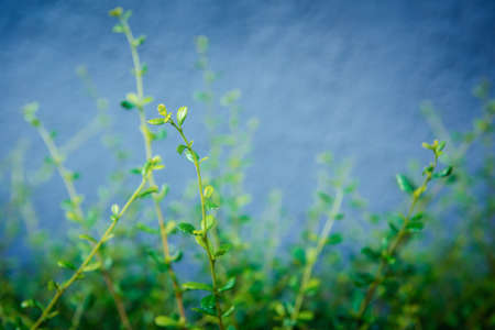 Garden Tree With Green Foliage and Beautiful Branch Against Wall Backgrounds, Nature of Tropical Tree for Decoration Building Outdoors Gardening With Copy Space Background. Natural Environmentの写真素材