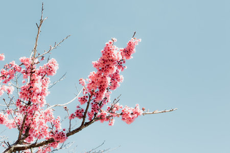 Pink Cherry Blossom in Springtime, Sakura Flowers Blossoming With Branches Against Blue Sky Background. Abstract Nature Backgrounds of Beautiful Sakura Flower Blossoming in Spring Season.の写真素材