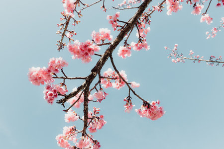 Pink Cherry Blossom in Springtime, Sakura Flowers Blossoming With Branches Against Blue Sky Background. Abstract Nature Backgrounds of Beautiful Sakura Flower Blossoming in Spring Season.の写真素材