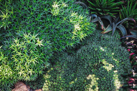 Natural Foliage Texture of Evergreen Cactus Background, Top View Closeup of Succulent Cactus and Leaves Detail. Nature Abstract Backgroundsの写真素材