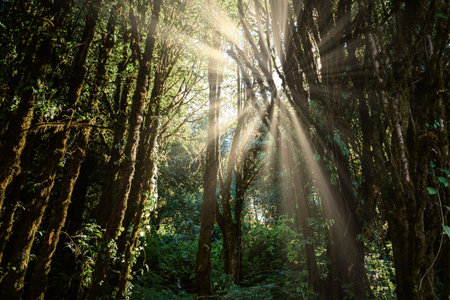 Natural Woodland and Lush Foliage at Sunrise, Beautiful Scene of Nature Landscape With Morning Sunlight. Wonderland of Greenery Wood Plants in The Tropical Forest, Environment and Ecosystem of Trees.の写真素材