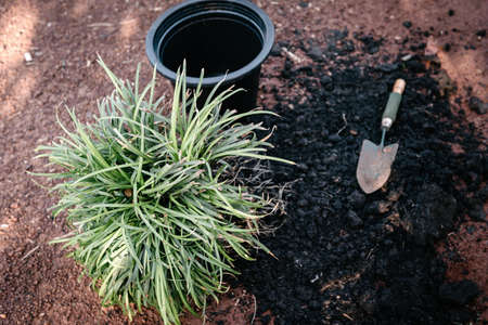 Gardener Prepare for Repotting a Tree in a Pot at The Garden. Home Gardening Flower and Tropical Tree Planting.の写真素材