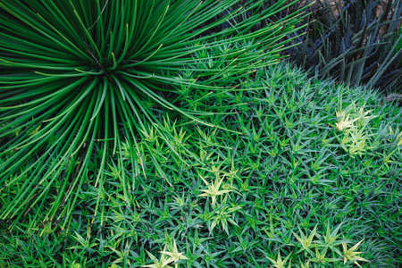 Natural Foliage Texture of Evergreen Cactus Background, Top View Closeup of Succulent Cactus and Leaves Detail. Nature Abstract Backgroundsの写真素材