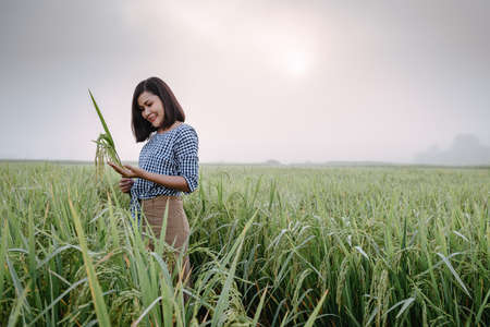 Rice Plantation Farming and Agriculture Concept, Portrait of Happy Female Asian Farmer With Holding Rice Inflorescence in Organic Farmland at Countryside of Thailand. Tropical Rural Lifestylesの写真素材
