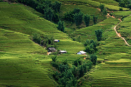 Landscaped Scenery View of Agriculture Rice Fields, Nature Landscape of Rice Terrace Field at Sapa, Vietnam. Panorama Countryside Valley Scenic With Mountain of Agricultural Farmland Background.の写真素材