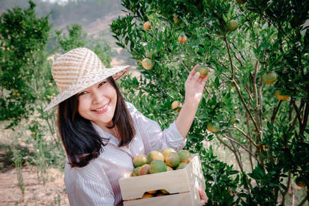 Farmer Woman is Harvesting Oranges Fruit While Holding Wooden Basket With Happy Smiling in Organic Farm. Cheerful Attractive Farmer Woman is Working in Orange Plantation Farming. Agriculture Lifestyleの写真素材