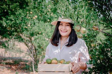 Farmer Woman is Harvesting Oranges Fruit While Holding Wooden Basket With Happy Smiling in Organic Farm. Cheerful Attractive Farmer Woman is Working in Orange Plantation Farming. Agriculture Lifestyleの写真素材
