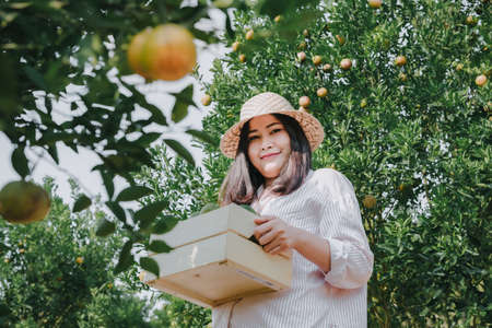 Farmer Woman is Harvesting Oranges Fruit While Holding Wooden Basket With Happy Smiling in Organic Farm. Cheerful Attractive Farmer Woman is Working in Orange Plantation Farming. Agriculture Lifestyleの写真素材