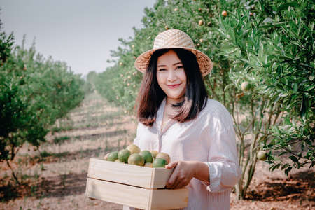 Farmer Woman is Harvesting Oranges Fruit While Holding Wooden Basket With Happy Smiling in Organic Farm. Cheerful Attractive Farmer Woman is Working in Orange Plantation Farming. Agriculture Lifestyleの写真素材