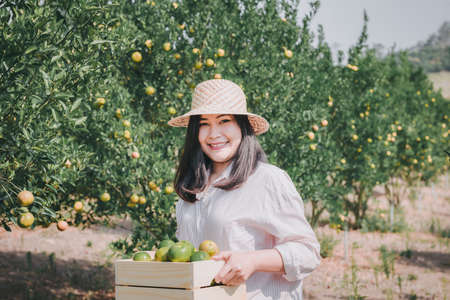 Farmer Woman is Harvesting Oranges Fruit While Holding Wooden Basket With Happy Smiling in Organic Farm. Cheerful Attractive Farmer Woman is Working in Orange Plantation Farming. Agriculture Lifestyleの写真素材