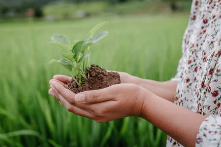 Nature and Environmental Conservation for Sustainable Resource Concept, Female Hands Holding Tree Sprout for Cultivation in Agriculture Field. Environment Responsibility for Sustainable Lifestyles.の写真素材