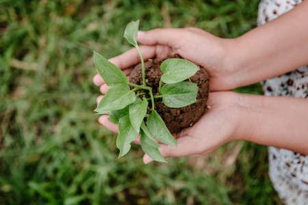 Nature and Environmental Conservation for Sustainable Resource Concept, Female Hands Holding Tree Sprout for Cultivation in Agriculture Field. Environment Responsibility for Sustainable Lifestyles.の写真素材