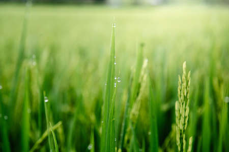 Close-Up of Rice Paddy Plant With Rain Drop on The Leaves During Sunset. Agriculture Rice Farming Background, Nature Plant of Fresh Rice Grain in The Fields. Sustainable Resourceの写真素材