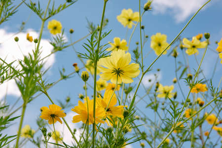 Cosmos Flowers Bloom Against Blue Sky Background, Close-Up of Cosmos Flower Blossom in The Morning. Selective Focus of Natural Cosmos Flower Plant Blooming at Outdoors Garden in The Spring Season.の写真素材