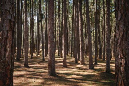 Nature Pine Tree Woodland of Tropical Forest, Landscape Scenery of Nature Plant. Pine Trees Trunk Pattern Background With Sunlight. Beautiful Scene of Pine Tree Park and Environment Green Area.の写真素材