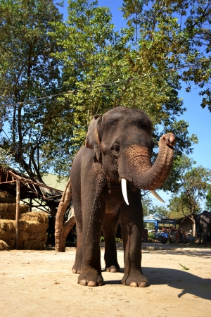 greeting big elephant, Ayutthaya Thailand