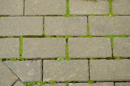 gray rectangle stonewall and little plantの写真素材