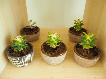 Small cactus tree in design potの写真素材