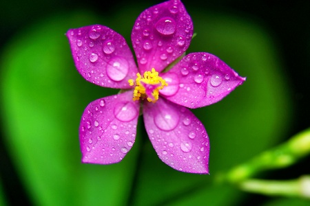 Flower with water droplets