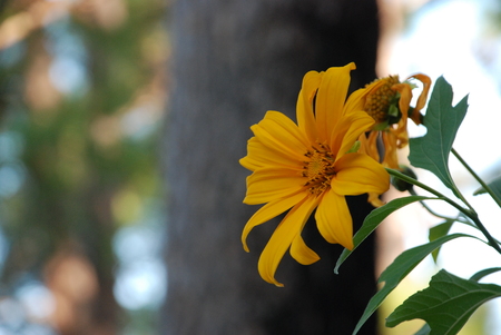 tropical flower in thailandの写真素材