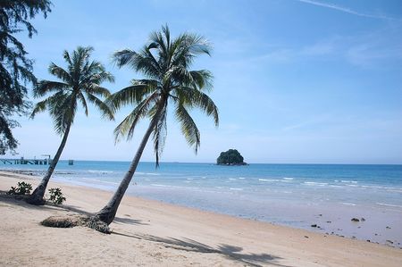 Palm tree on a sandy tropical beachの写真素材