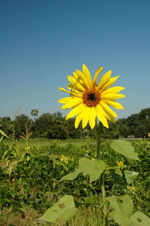 Fresh bright sunflower against sunny blue sky