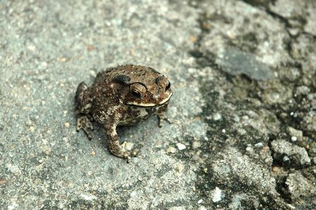 Amphibian Anura frog on a rough pavement