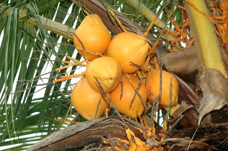 A bunch of ripe and fresh coconut palm on tree Cocos nuciferaの写真素材