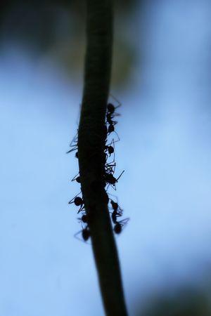 Macro silhouette of Formicidae ants with low depth of fieldの写真素材