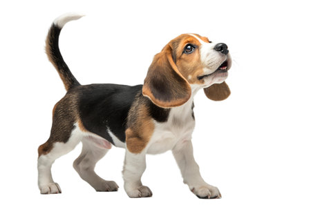 A cute beagle puppy stands on a white background, looking playful and energetic.の写真素材