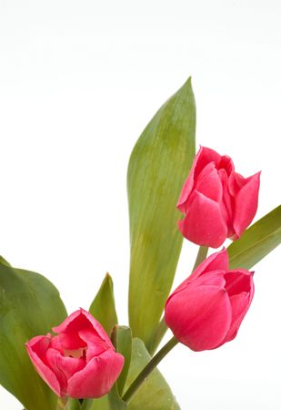 three tulips, on whiteの写真素材